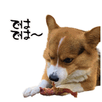 Corgi Milo Sticker