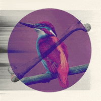 Graphic Design Cryptoart GIF by zapatoverde