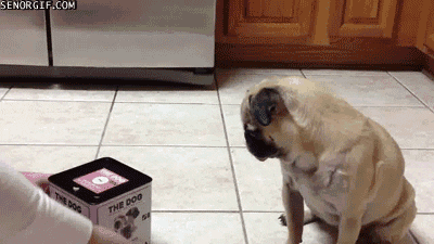 jack in the box dog GIF by Cheezburger