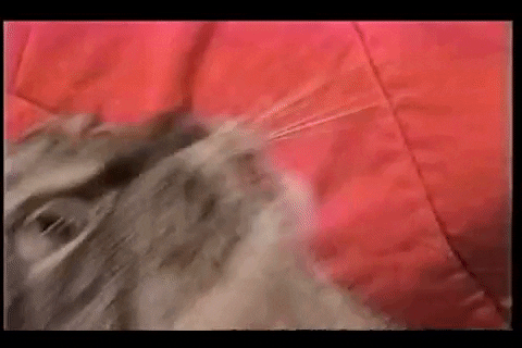 Funny Videos GIF by AFV Pets