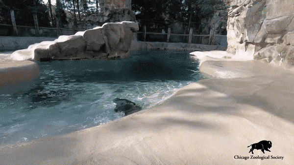 Sea Lion Hello GIF by Brookfield Zoo