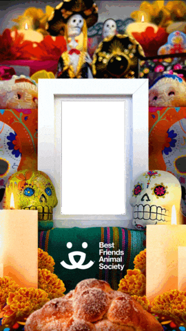 Day Of The Dead Sticker GIF by Best Friends Animal Society