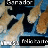 Spanish Cat GIF