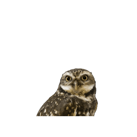 Burrowing Owl Sticker by Valley Zoo Development Society