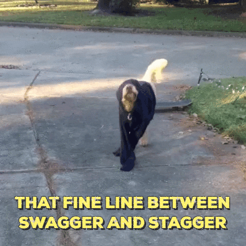 dog stagger GIF by Justin