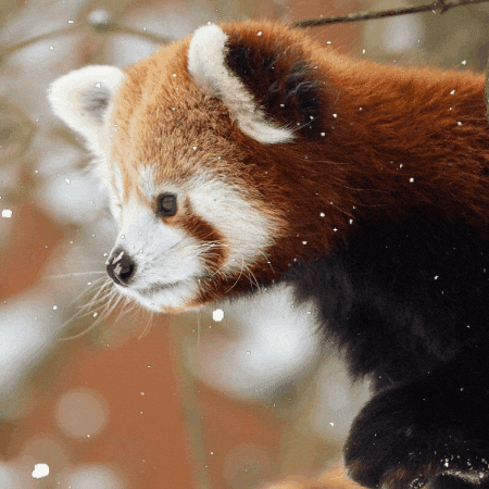 GIF by GaiaZOO