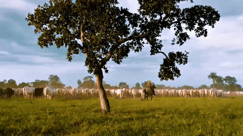 Mato Grosso Boi GIF by Grupo Cometa