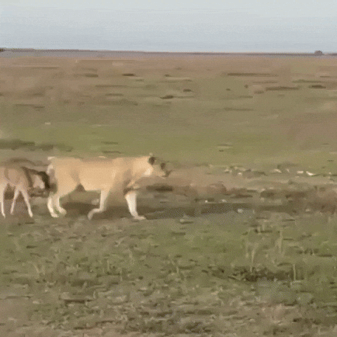 cuteanimalland giphyupload GIF