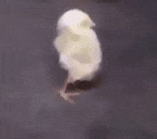 Bird Lol GIF by JustViral