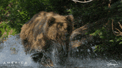 Excited Run GIF by Nat Geo Wild