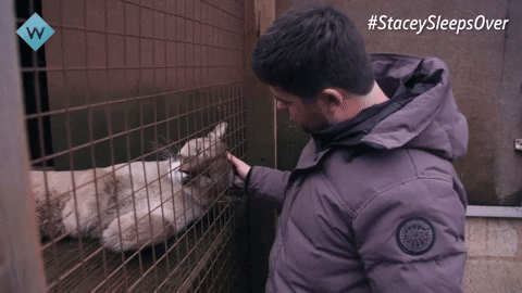 Lion King Monkey GIF