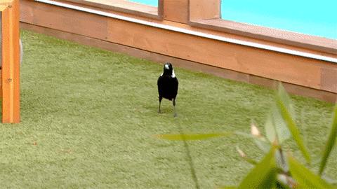 Scared Big Brother GIF by Channel 7