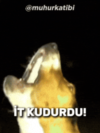Kurt Oe GIF