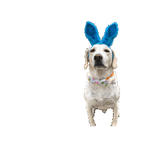 Easter Bunny Sticker by Brodifur