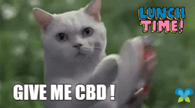 Banging White Cat GIF by Imaginal Biotech