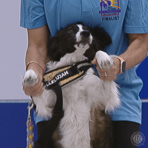 Happy Dance GIF by American Kennel Club