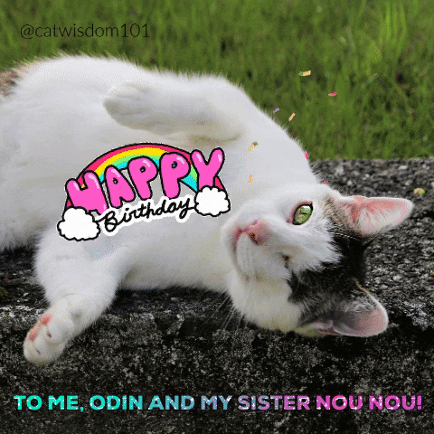 laylamorganwilde giphygifmaker giphyattribution funny cats cat birthday GIF