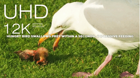indiancareers giphygifmaker animal kingdom bird watching bird of prey GIF