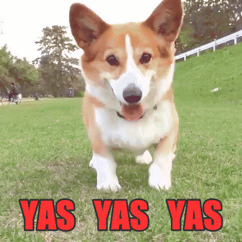 excited dog GIF by chuber channel
