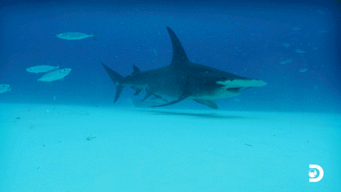 Discovery Channel Hammerhead GIF by Shark Week