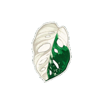 Plant Sticker by Hankō