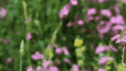 CheshireWildlifeTrust  GIF