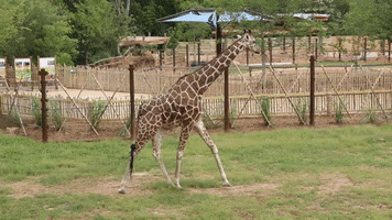 Atlanta Atl GIF by ZooATL