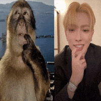 Monkey Ateez GIF
