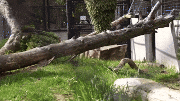 Mountain Lion Cubs Play Fight at Oakland Zoo