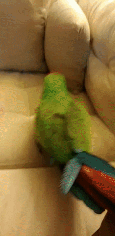 catrinalee2837 giphyupload really tired of your shit jungle chicken GIF
