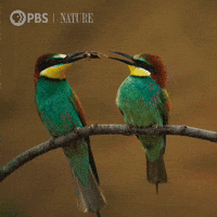 Bee Eater Flirting GIF by Nature on PBS