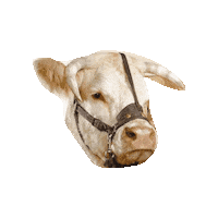 SommetElevage agriculture clermont clermontferrand elevage Sticker