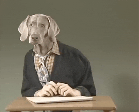 New England Dog GIF by Jason Clarke