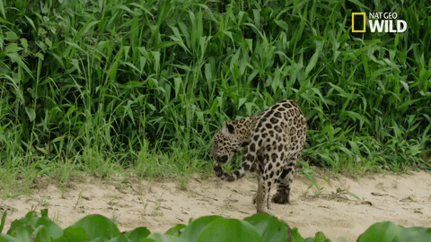 savage kingdom big cat week GIF by Nat Geo Wild 