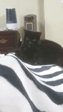 cat charging up bite GIF