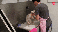 Grooming
