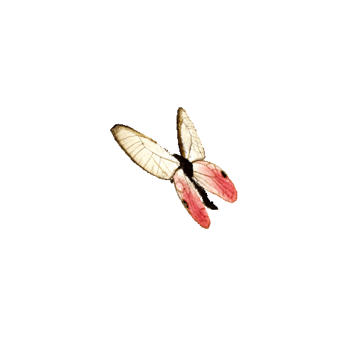 michaeldamnitz giphyupload butterfly schmetterling michaeldamnitz Sticker