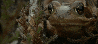 frog ribbit GIF by Jerology