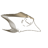 Cownose Ray Florida Sticker by Fin Pin Shop