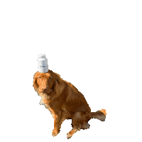neurosupps dog puppy neuro supplement Sticker