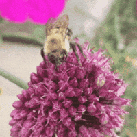 0ox0xo0 flower bee buzz bzz GIF