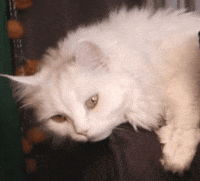 White Cat GIF