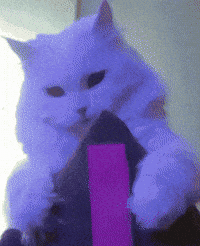 White Cat GIF