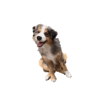 Dog Puppy Sticker
