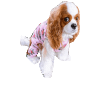 Dogs Cristine Sticker