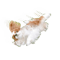 Happy Dogs Sticker