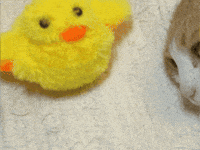 chatty__jenny dance cat fun dancing GIF