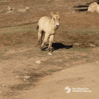 Excited Horse GIF by San Diego Zoo Wildlife Alliance