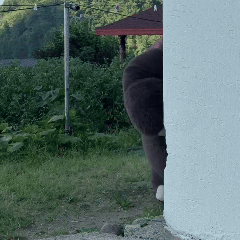 sigourulla u gorilla 야구 화남 GIF