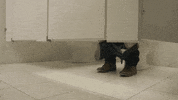 office pet GIF by Diply
